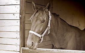 A picture of the Arkle horse