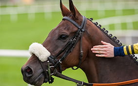 A horse standing on the bet365 Gold Cup racecourse with the jockey stroking it