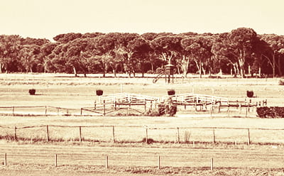 a vintage look at Guineas Festival racecourse in black and white