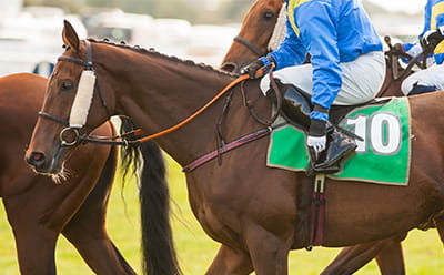 A race horse at Market Rasen