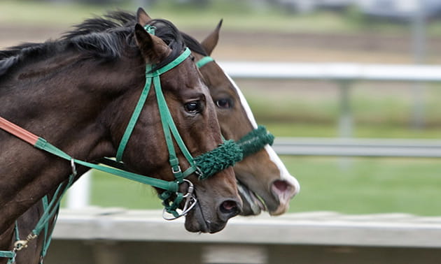 Paddy Power Horse Racing