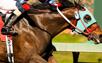 A modern race at Thirsk, with a close-up of a horse