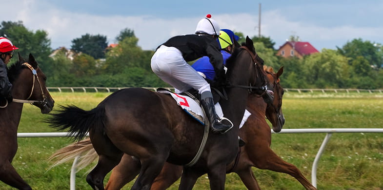 horse on track