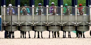 horses in stalls