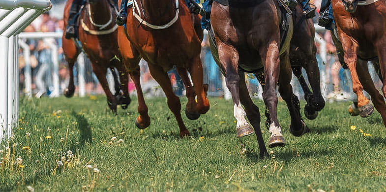 A picture showing several horses of different colours racing on a track
