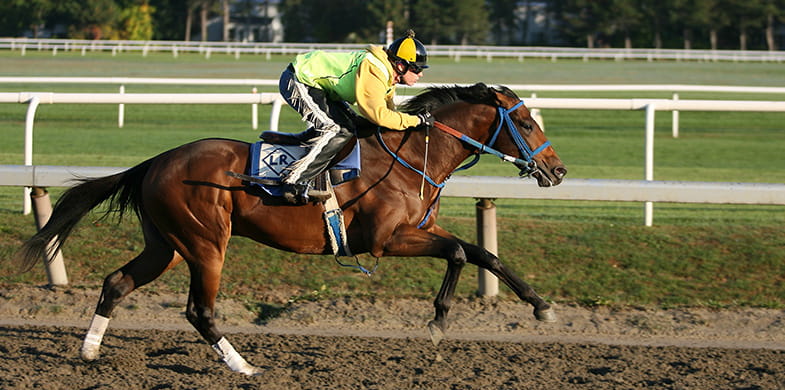 A brown horse with a rider on a track