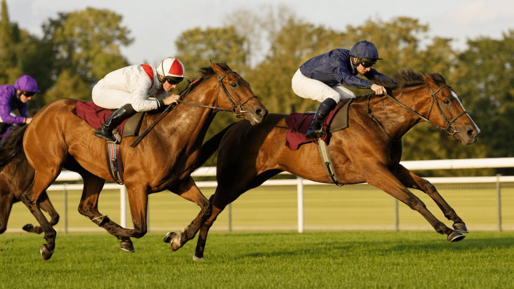 Racehorses racing on a turf course